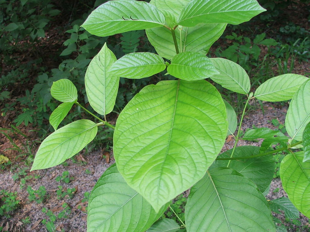 Jak připravit kratom?